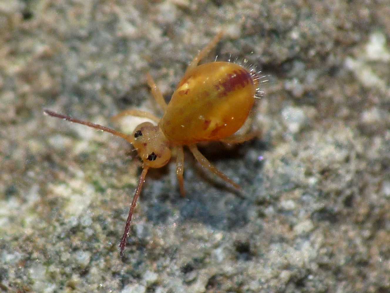 Collembolo pezzato Dicyrtomidae - Dicyrtoma fusca?